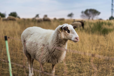 Sheep standing in a field