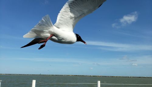 Seagull flying over sea against sky