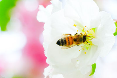 Close-up of bee on white flower