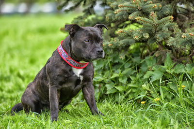 Black dog standing on field