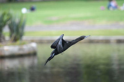 Bird flying over a blurred background