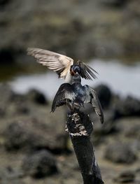 Close-up of bird flying over wooden post