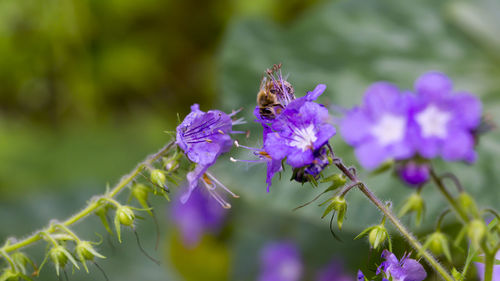 Insect on flower