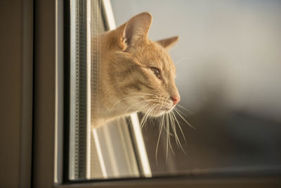 Close-up of a cat looking away
