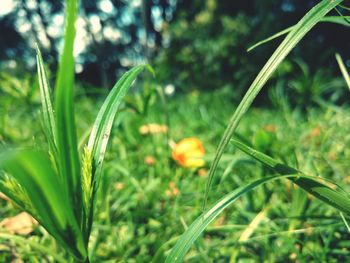 Close-up of grass growing in field