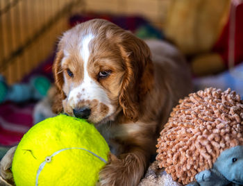 Close-up of cute puppy with toys lying on bed