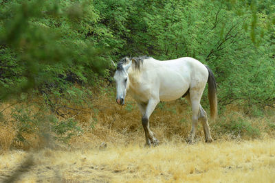 Horse standing in a field