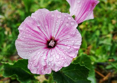 Close-up of pink flower