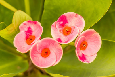 Close-up of pink flowering plant