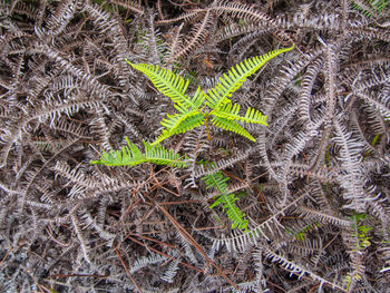 High angle view of fern leaves on field