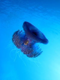 Jellyfish swimming in sea