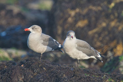 Birds perching on rock