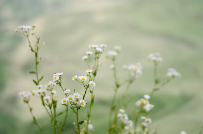 Close-up of white daisy flowers