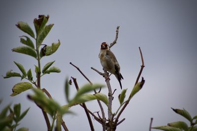 Low angle view of bird perching on plant