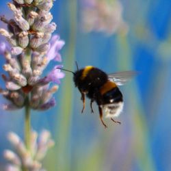 Close-up of bee pollinating on flower