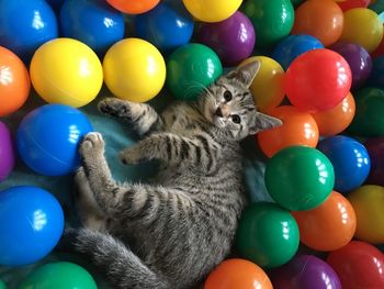 High angle view of multi colored sleeping on colorful balls