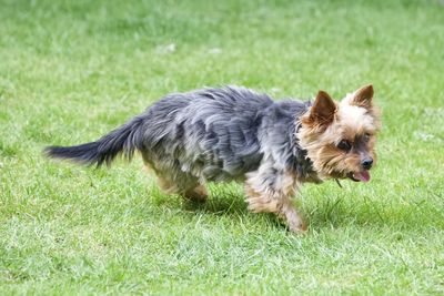 Black dog running on grass