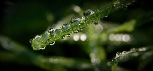 Close-up of wet plant