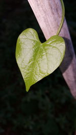 Close-up of green leaf