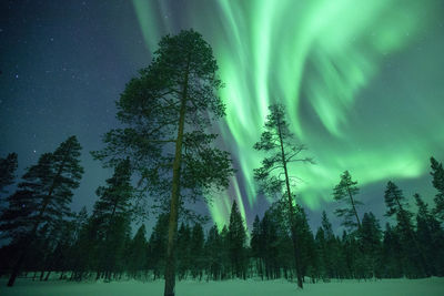 Pine trees in forest against sky at night