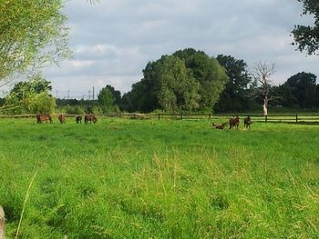 Cows grazing on grassy field