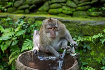 Close-up of monkey in water