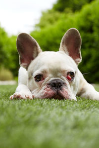 French bulldog with nictitating membrane