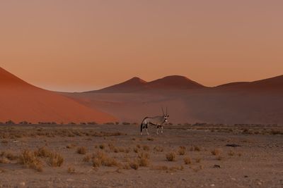 East african oryx on field against clear sky