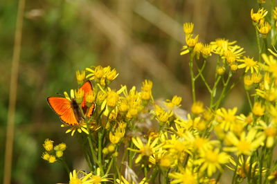 Close-up of butterfly pollinating on yellow flowering plant