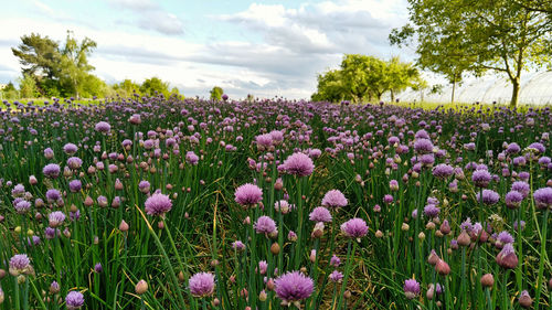 Purple flowering plants on field against sky