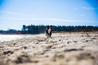 Rear view of man photographing on beach against sky