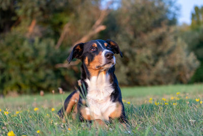 Dog sitting on field