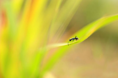 Close-up of insect on leaf