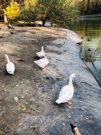 White swan in a lake