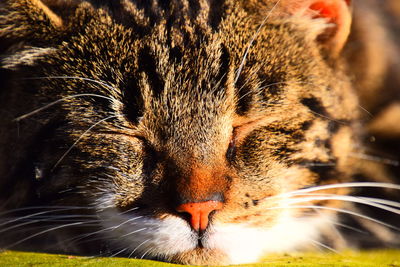 Close-up portrait of a cat with eyes closed