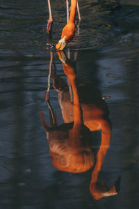 Close-up of reflection of flamingos in water