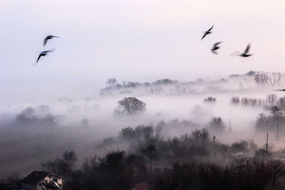 Flock of birds flying in the sky