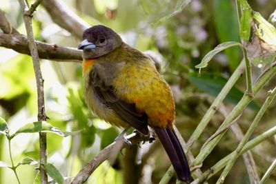 Close-up of bird perching on tree