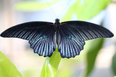 Close-up of butterfly on plant