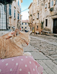 Woman in pink dress petting ginger cat in lap, outdoors, street, town.