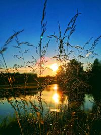 Close-up of stalks against sunset