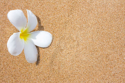 High angle view of white rose on beach