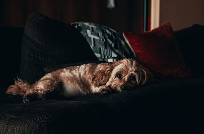 Dog lying on sofa at home