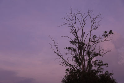 Low angle view of silhouette tree against sky at sunset