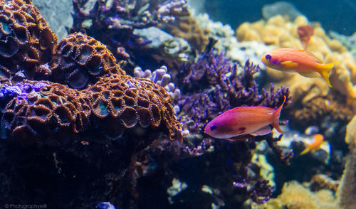 Close-up of fish swimming in sea