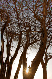 Low angle view of silhouette bare tree against sky
