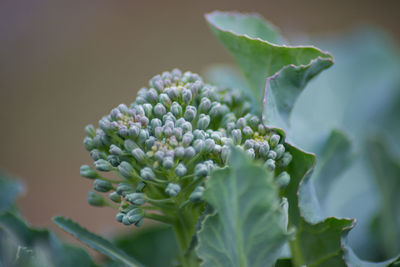 Close-up of flowering plant