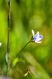 Close-up of white flowering plant