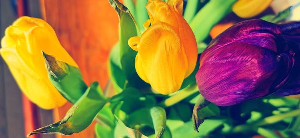 Close-up of yellow tulip flowers