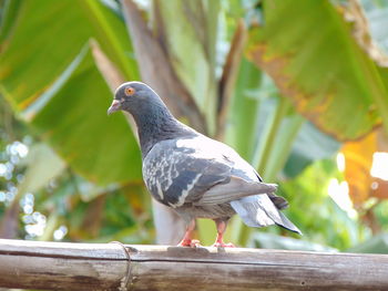 Close-up of bird perching on wood